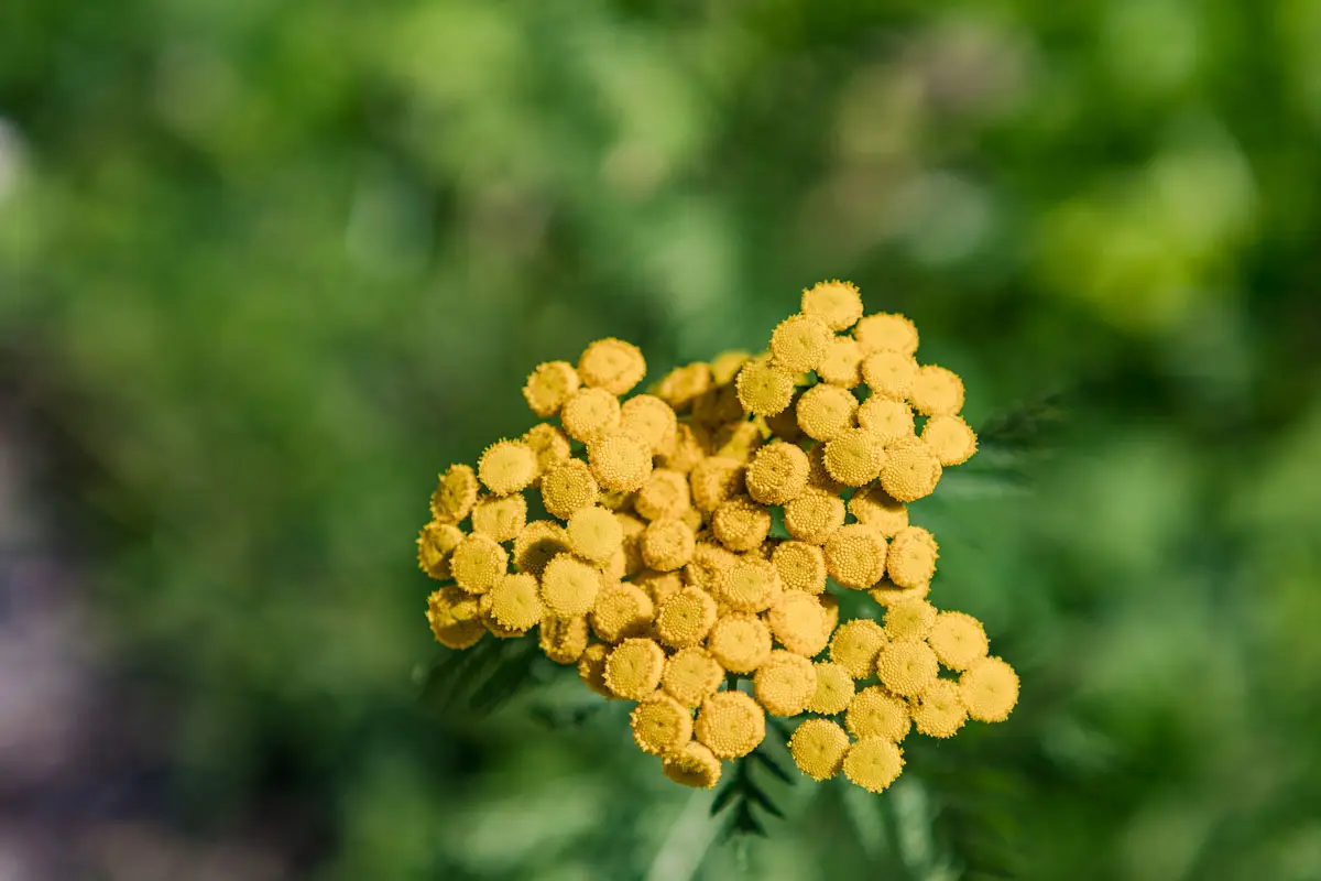 yellow flowers