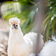 white chicken mascotte