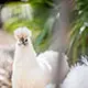 white chicken mascotte