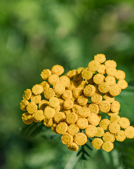 yellow flowers