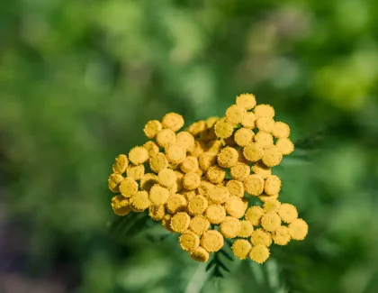 yellow flowers